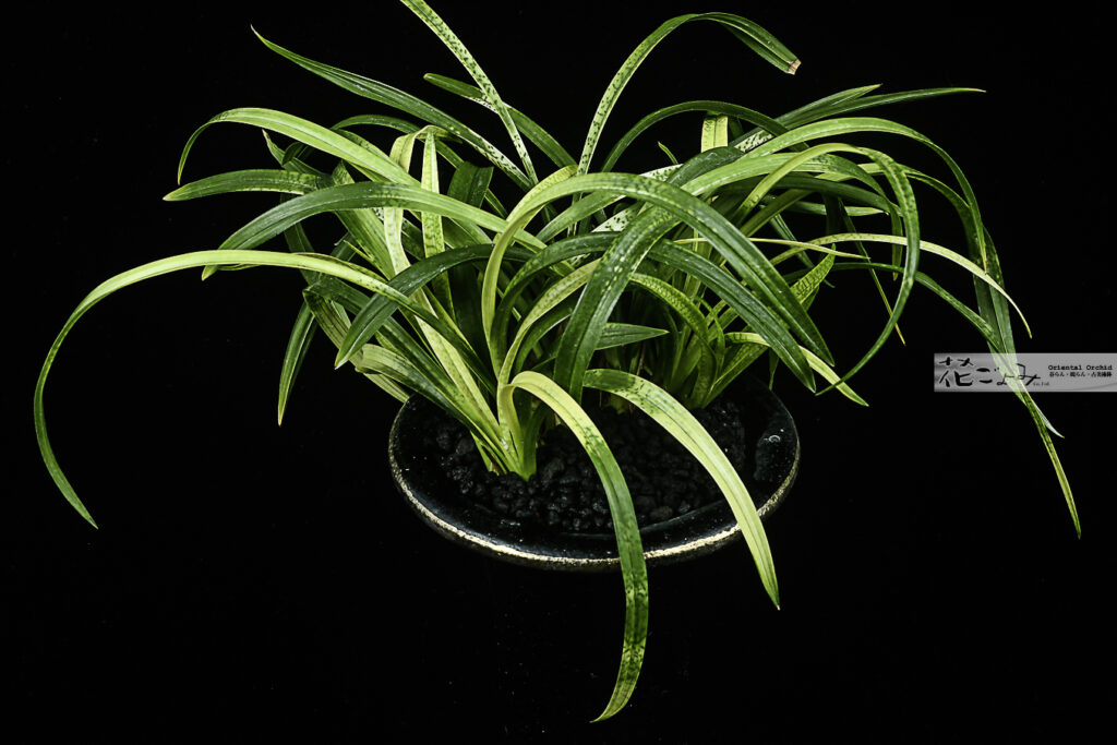 美術鉢株・日本春蘭・蛇皮の王様【守門龍】