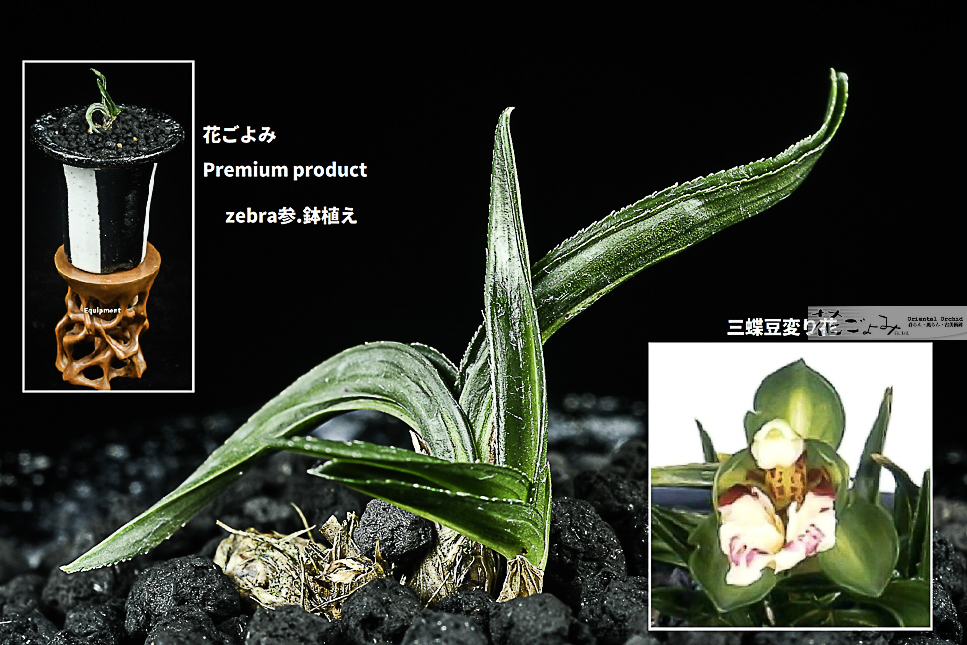 Premium product・Bizarre style韓国産超小型・轟タイプ変り花【元光】zebra参鉢植　