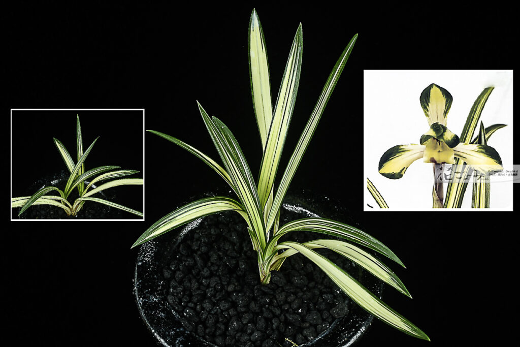 韓国産・美麗中透花・肉厚濃紺中押縞【世明】