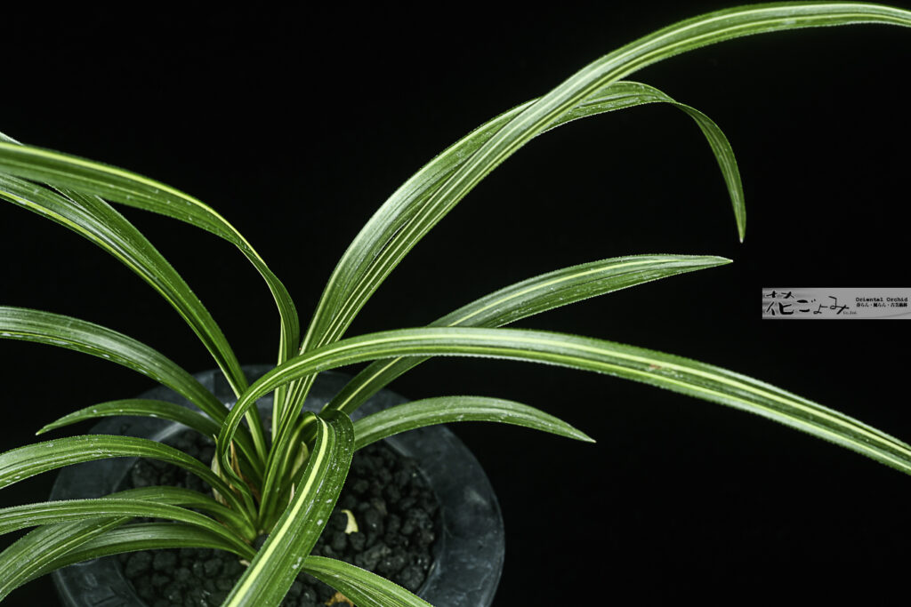 韓国産・花付【山採り散斑縞】