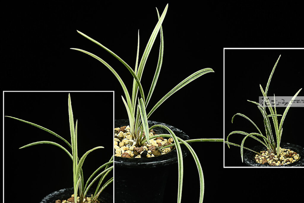 日本春蘭・総散斑縞【華厳】