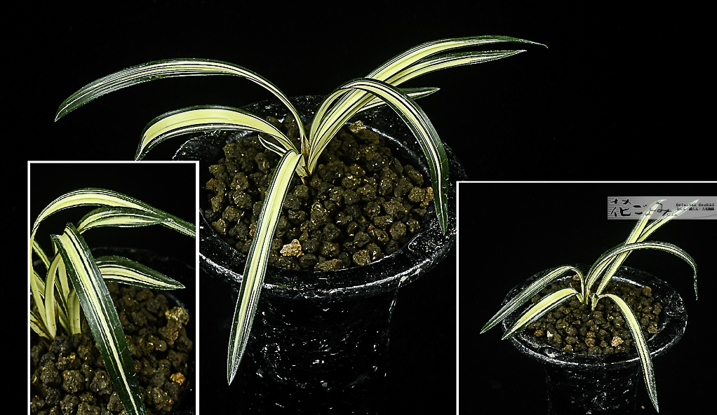 韓国産・中チャボ性【№100濃紺無銘中透】