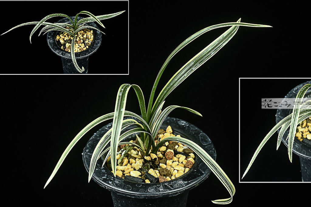 韓国産山採り【無銘帽子深覆輪(蛇皮が出ること有)】