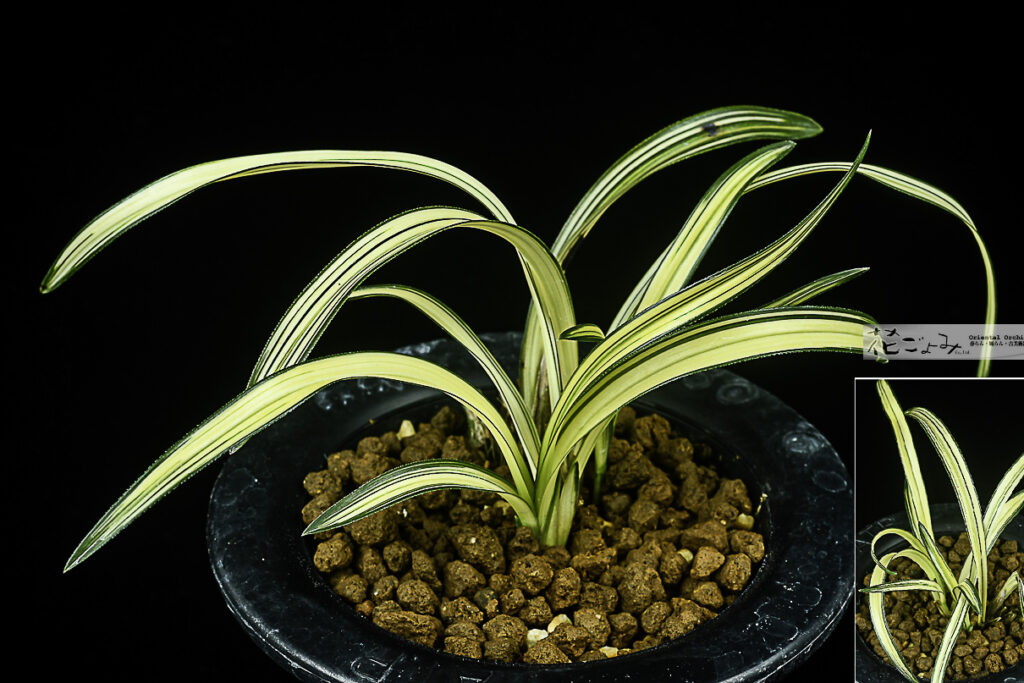 韓国産・山採り【無銘中透№150】