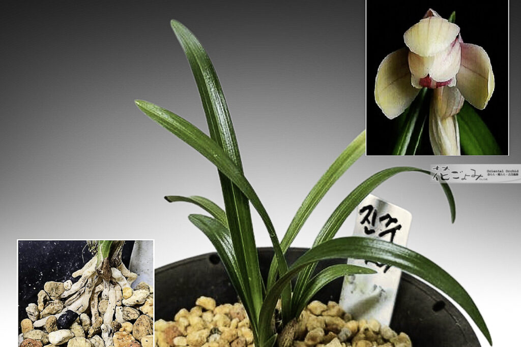 韓国産・桃豆花【真珠】