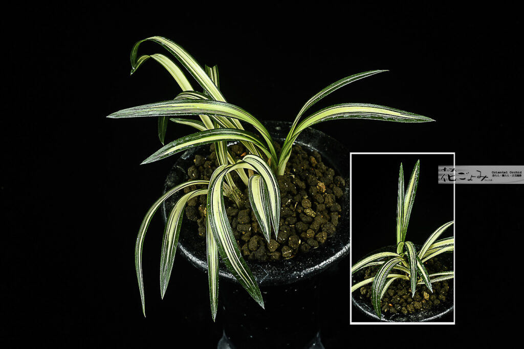 韓国産・中チャボ性【№100濃紺無銘中透】