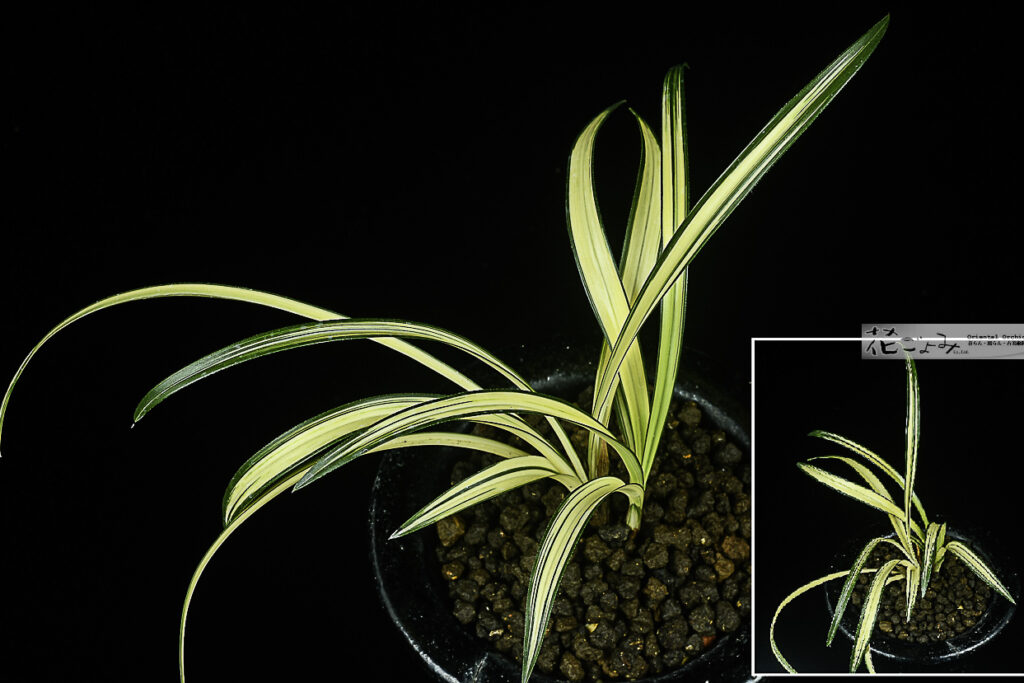 韓国産【S無銘中透】