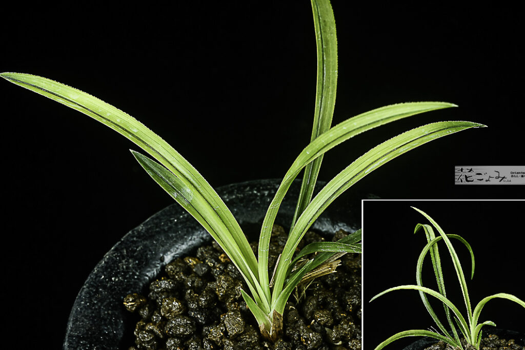 韓国産山採り【チャボ硬葉白系曙】花不明