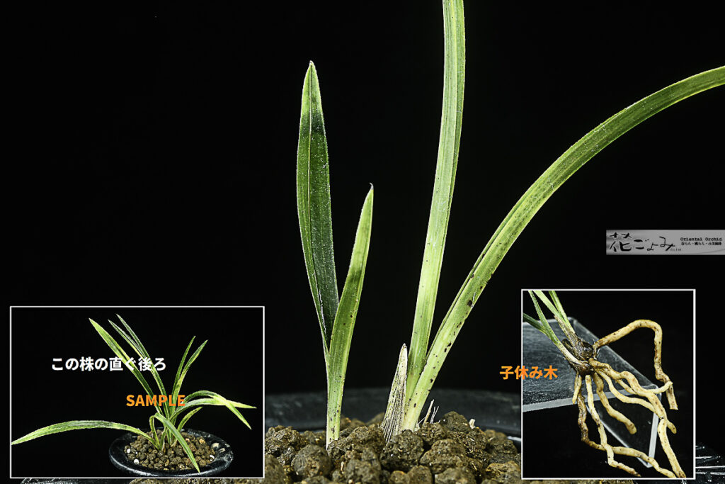 韓国産・複芸曙蛇皮【燦虎】種木