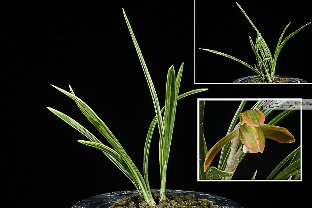 桃山錦(聖晃錦)錦芸【(仮)関白】花も錦芸