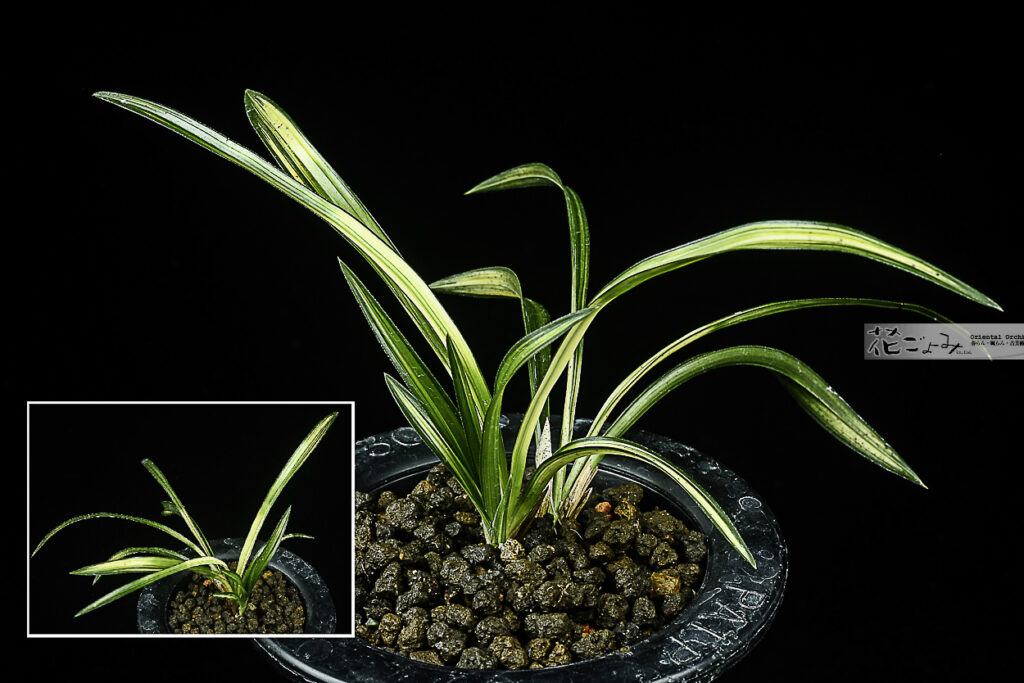 韓国産・複芸品【無銘雲井中透】1