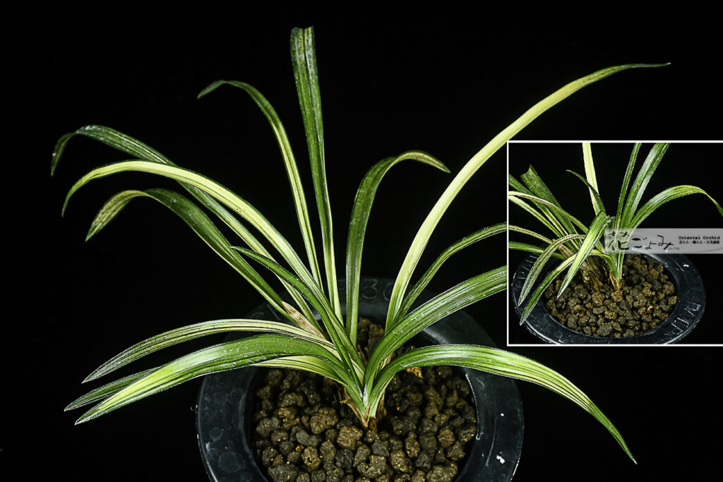 韓国産・複芸品【無銘雲井中透】2