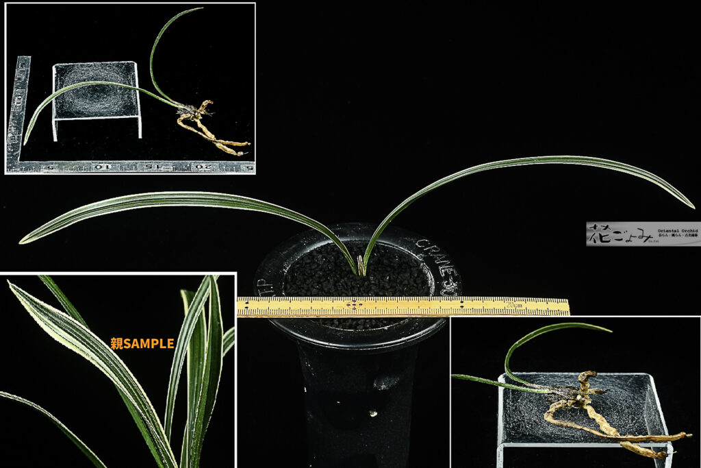 s-4405の株分兄弟・韓国産山採り【帽子深覆輪(蛇皮が出ること有)】