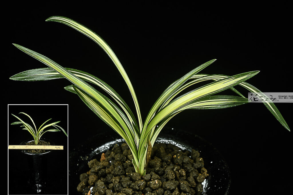 日本春蘭【金閣宝】地元栽培品