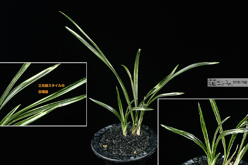 九州産・唯一の雪白曙縞芸・美麗曙三光縞花【七変化】