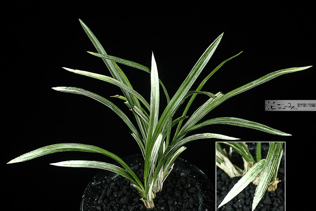 韓国産・雪白先斑縞【煕(hikari) 】