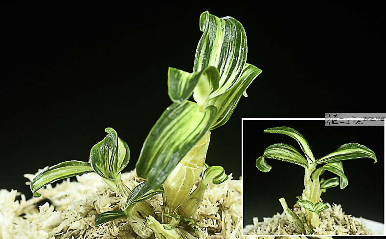 長生蘭・狂獅子芽変り中透【翠狂獅子】１