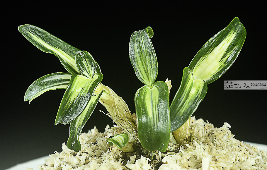 長生蘭・狂獅子芽変り中透【翠狂獅子】2