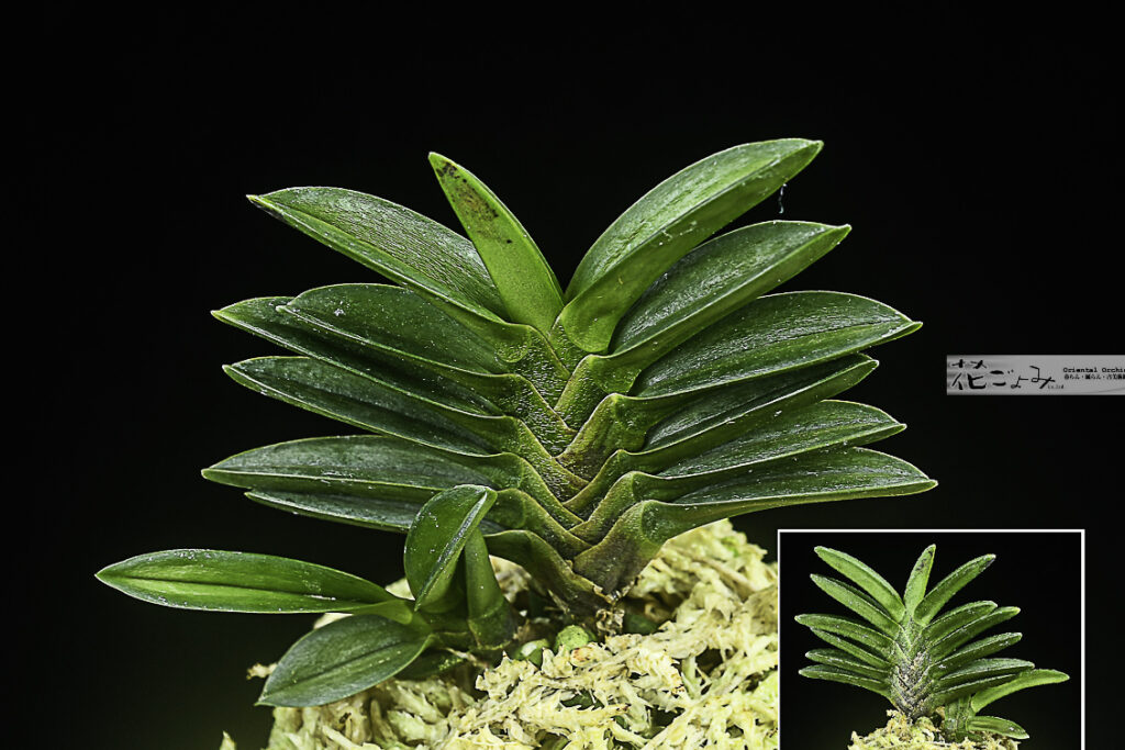 山口産・梅弁豆葉。・親最上木【長門丸】子付