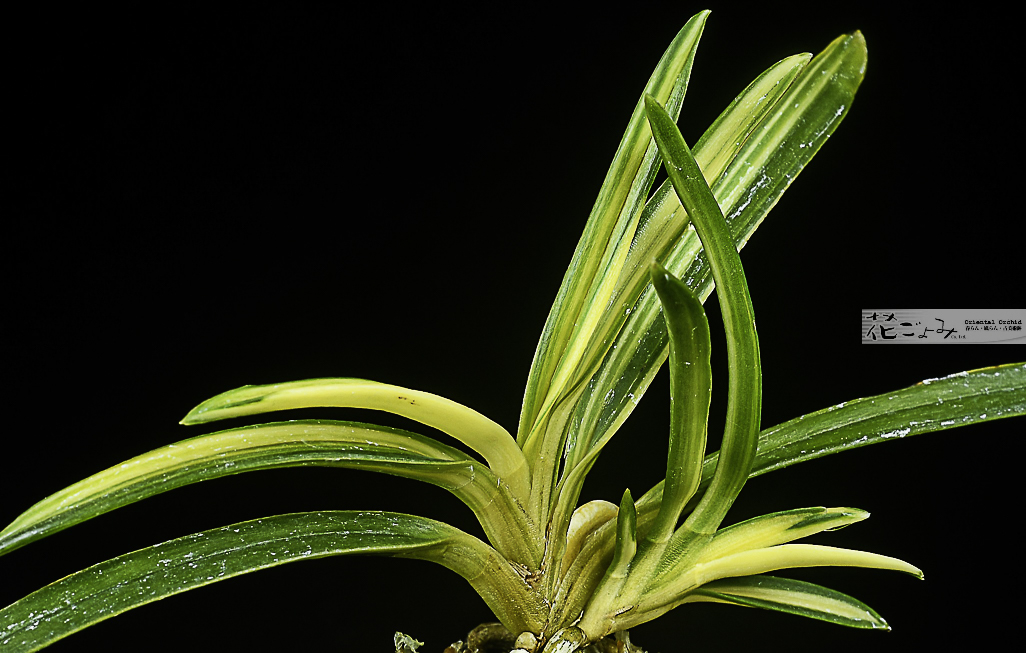 青軸青根・中透【羆の光】