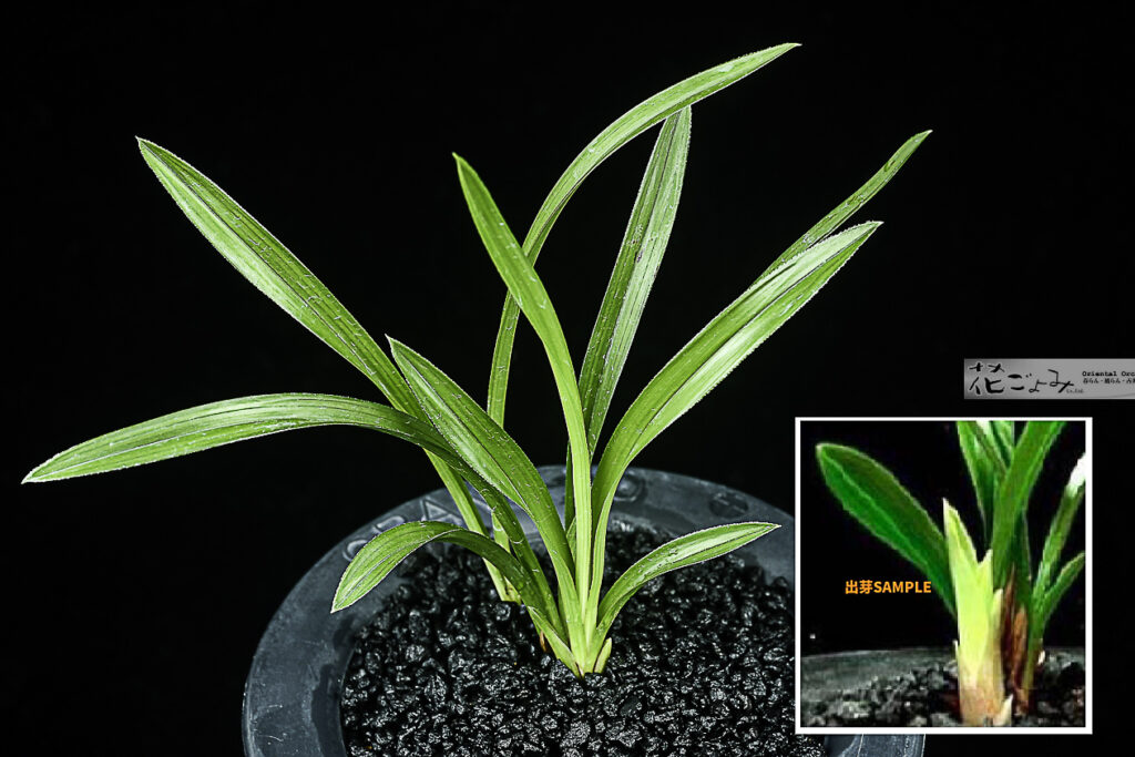 韓国産・山採り【赤芽黄曙厚葉チャボ】良型黄花