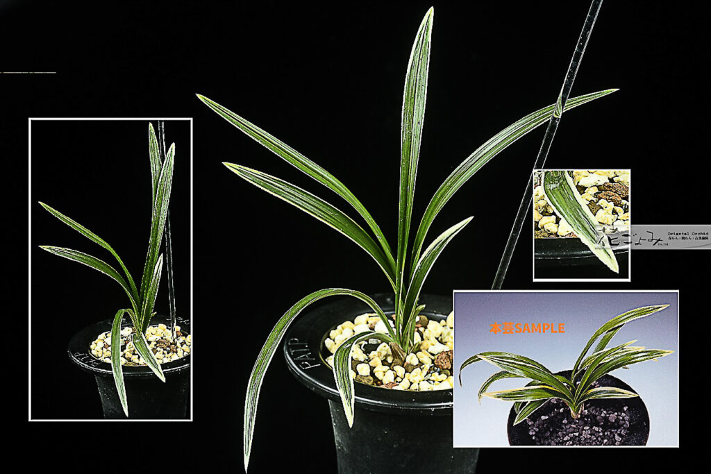 お年玉価格・韓国産チャボ系転覆芸・帽子深覆輪【伽椰】1