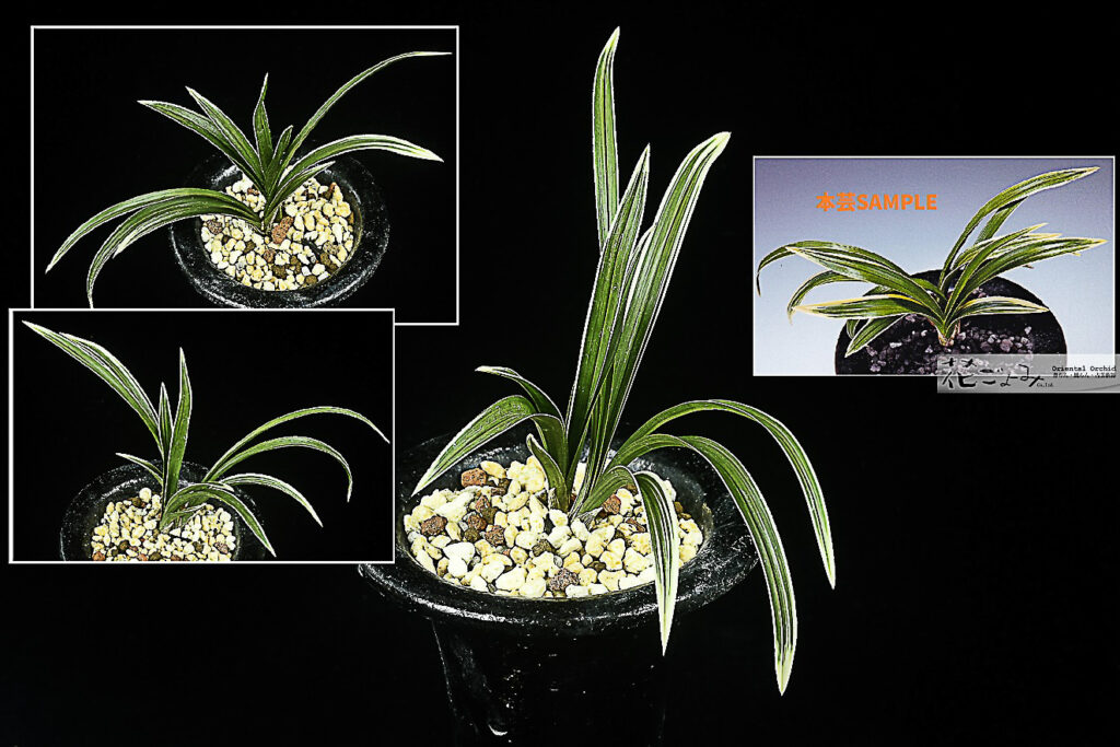 お年玉価格・韓国産チャボ系転覆芸・帽子深覆輪【伽椰】2