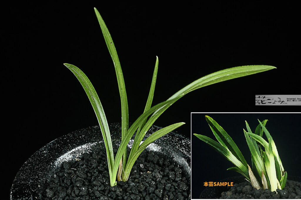 お年玉価格・韓国産白押上チャボ【白鹿】2