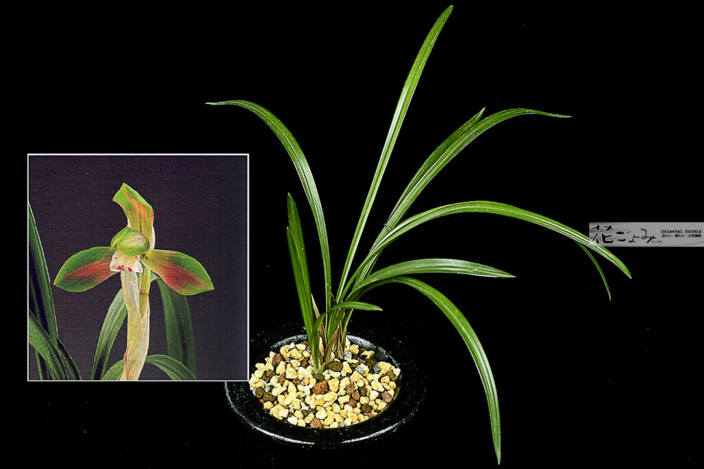 お年玉価格・韓国産大輪赤複色花【神秘】