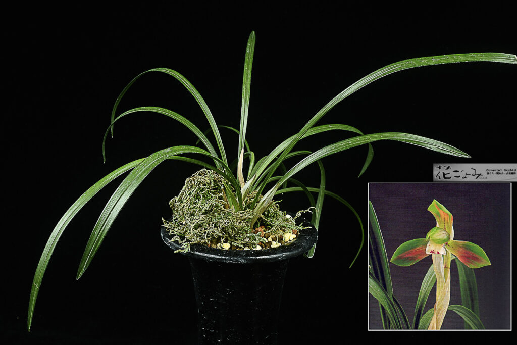 2花付 ・韓国産大輪赤複色花【神秘】