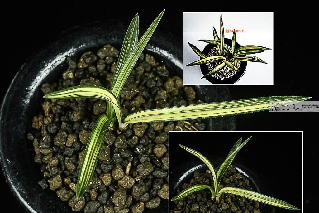 韓国産中チャボ【(特別系)明光】