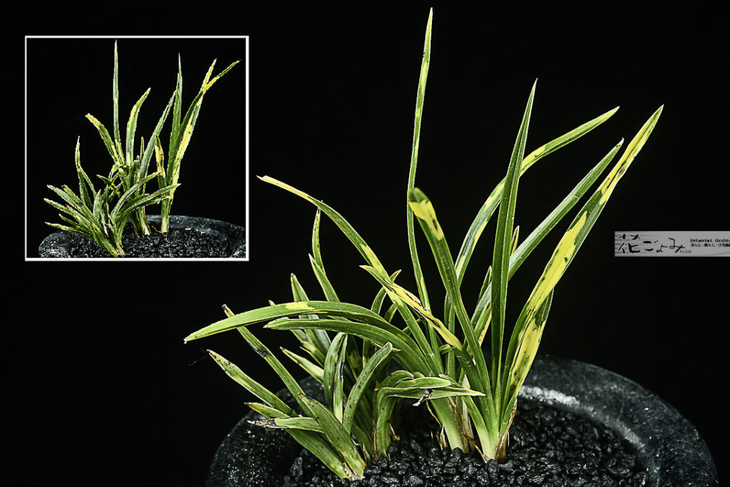 日本春蘭・虎・芽変り小型種【葛城の花(チャボ？)】1