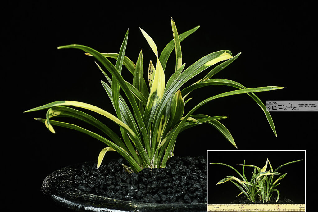日本春蘭・虎・芽変り小型種【葛城の花(チャボ？)】2