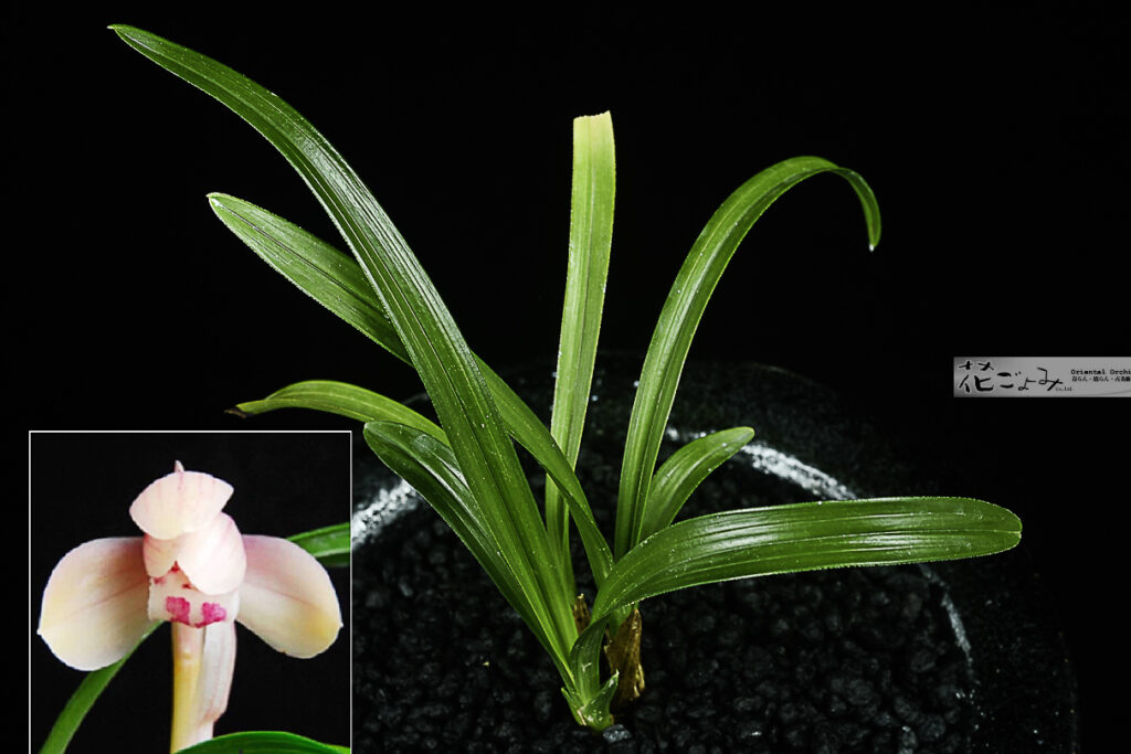 韓国産・桃豆花【真珠】