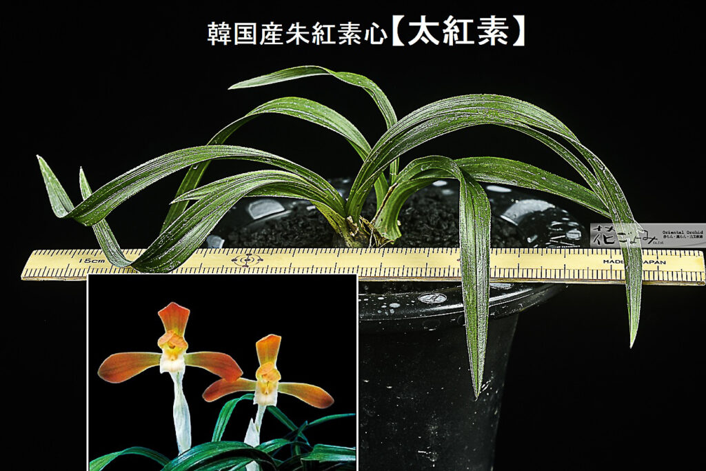 韓国産・大輪紅花素心【太紅素】1　特典アリ