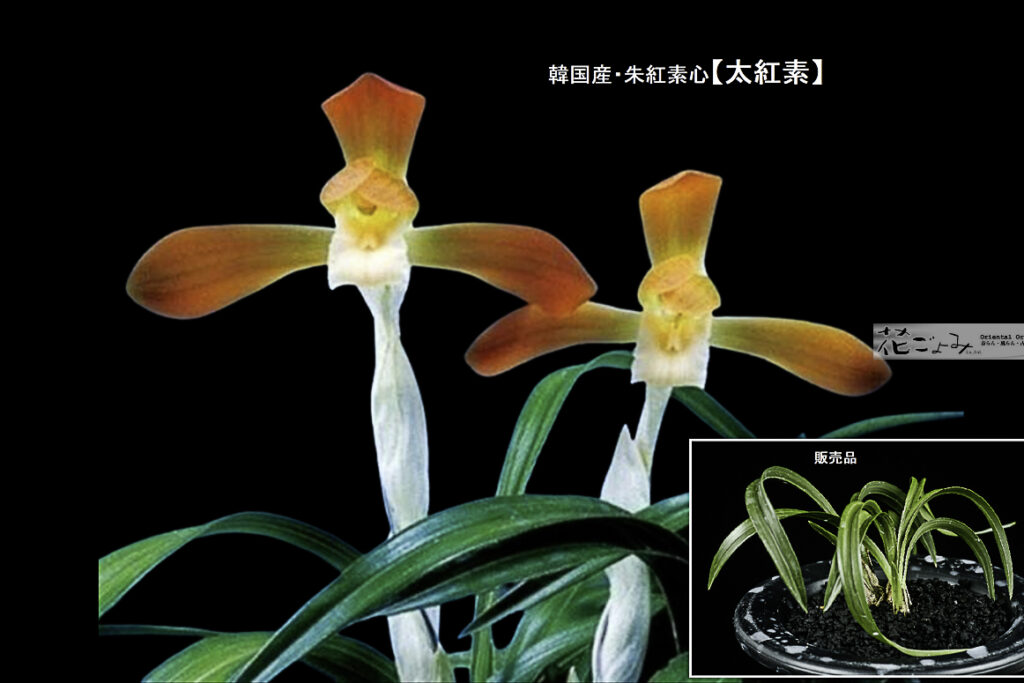 韓国産・大輪紅花素心【太紅素】2　特典あり