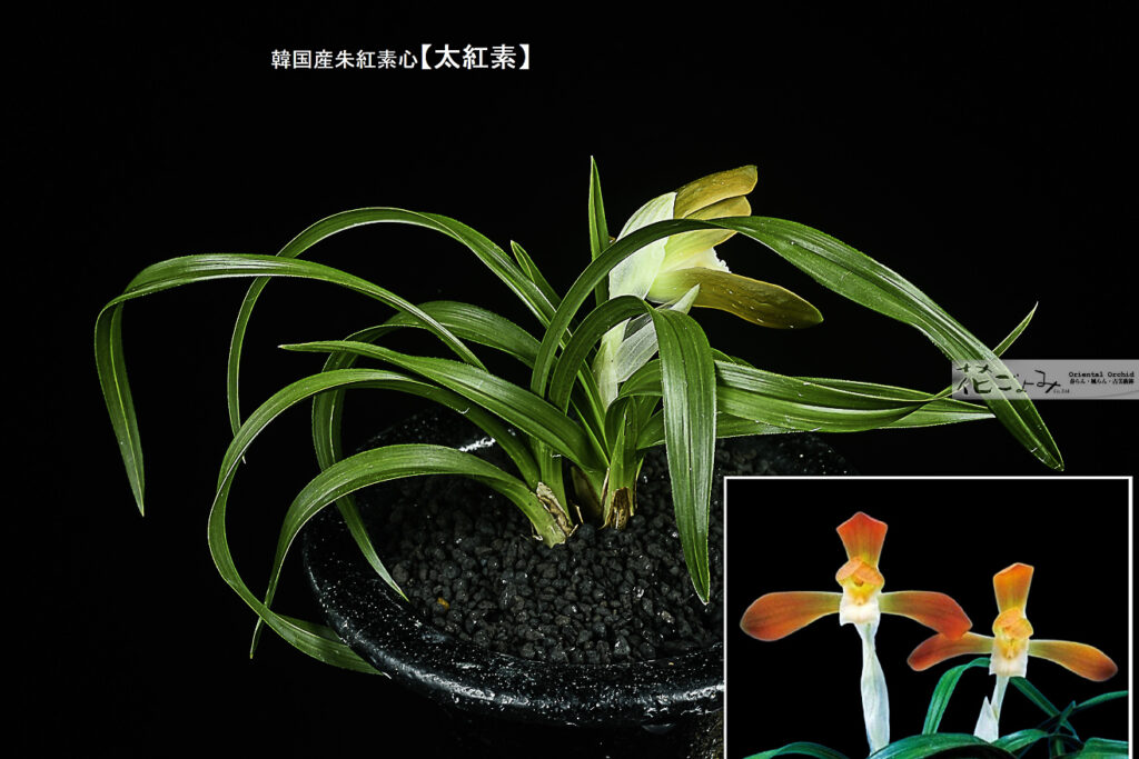 韓国産・大輪紅花素心【太紅素】3