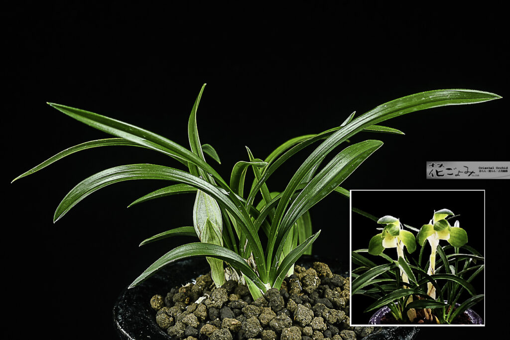 花付・韓国産・厚葉チャボ梅弁素心【一蘭素】