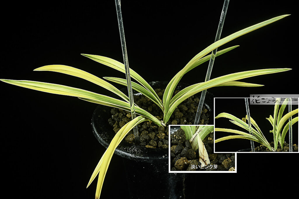 薄ピンク芽・素心花【厚葉中チャボ・ボヤ虎】1