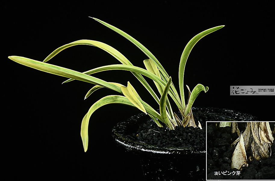 大棚趣味家～薄ピンク芽・素心花【厚葉中チャボ・ボヤ虎】3