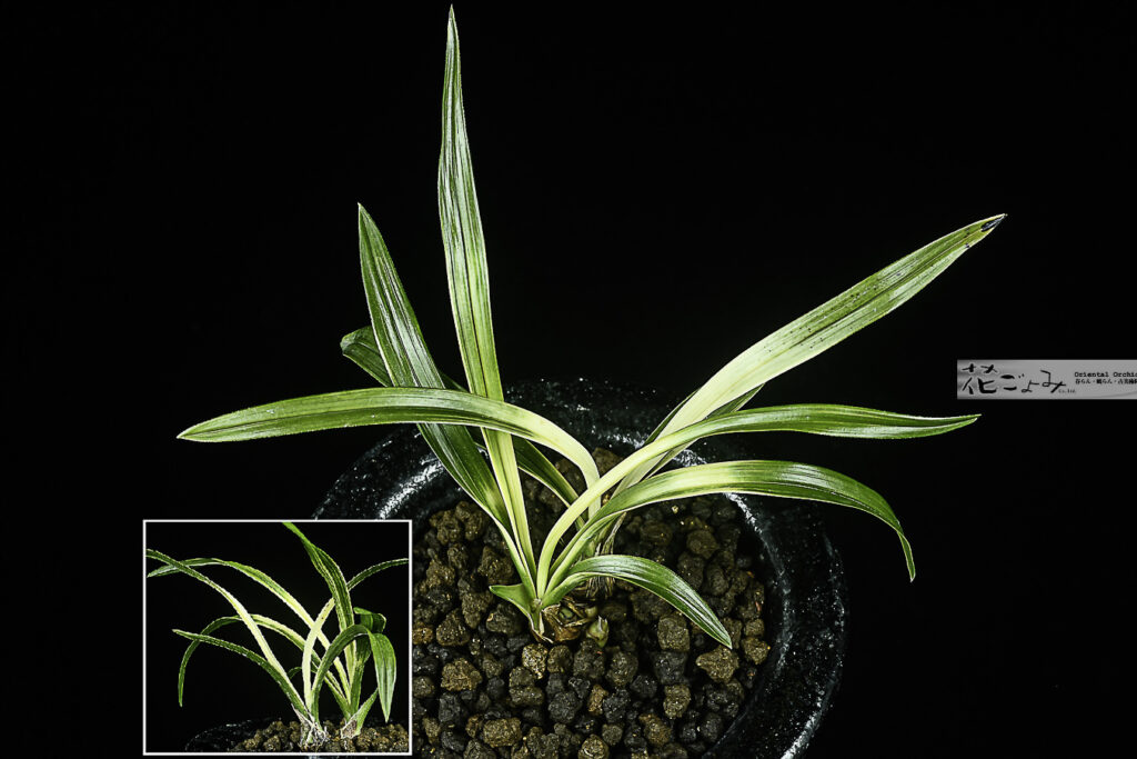 著名な趣味家～韓国産・白花？【厚葉チャボ系白曙虎】1