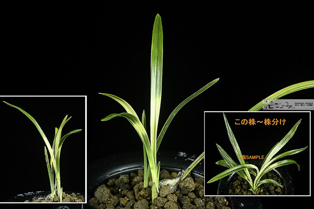 著名な趣味家～韓国産・白花？【厚葉チャボ系白曙虎】2