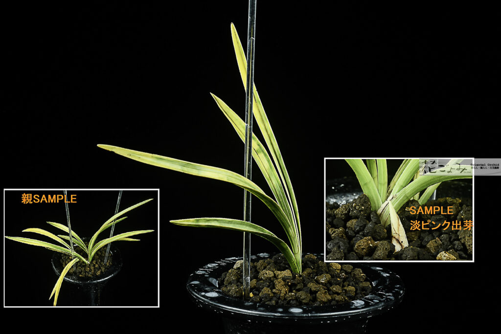 薄ピンク芽・素心花【厚葉中チャボ・ボヤ虎】2