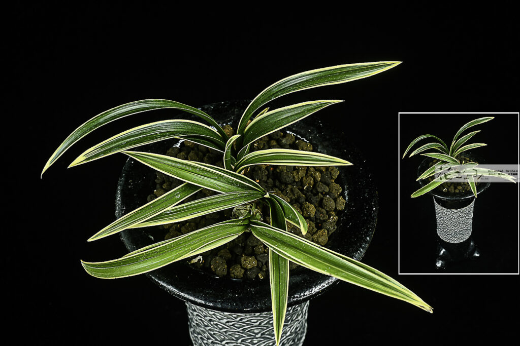 愛嬌満点！韓国産厚葉チャボ覆輪【仁壽峰】花ごよみ別注中帯青海波文鉢入