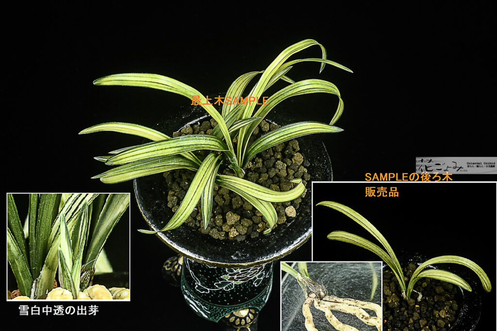 韓国産・雪白中透・蛇皮中透チャボ【空(Kuu)】SAMPLE株の直ぐ後ろ