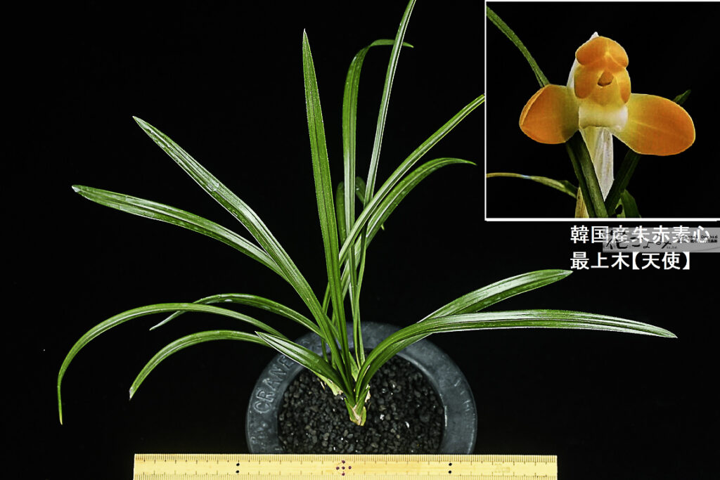 最上木・韓国産朱赤素心【天使】
