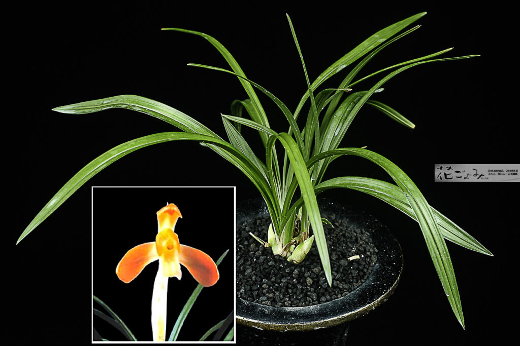 最上木・花付・韓国産朱赤大輪素心【天壽】1