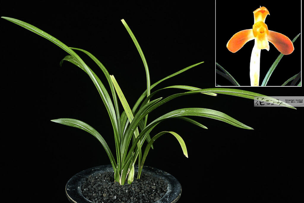 最上木・花付・韓国産朱赤大輪素心【天壽】2