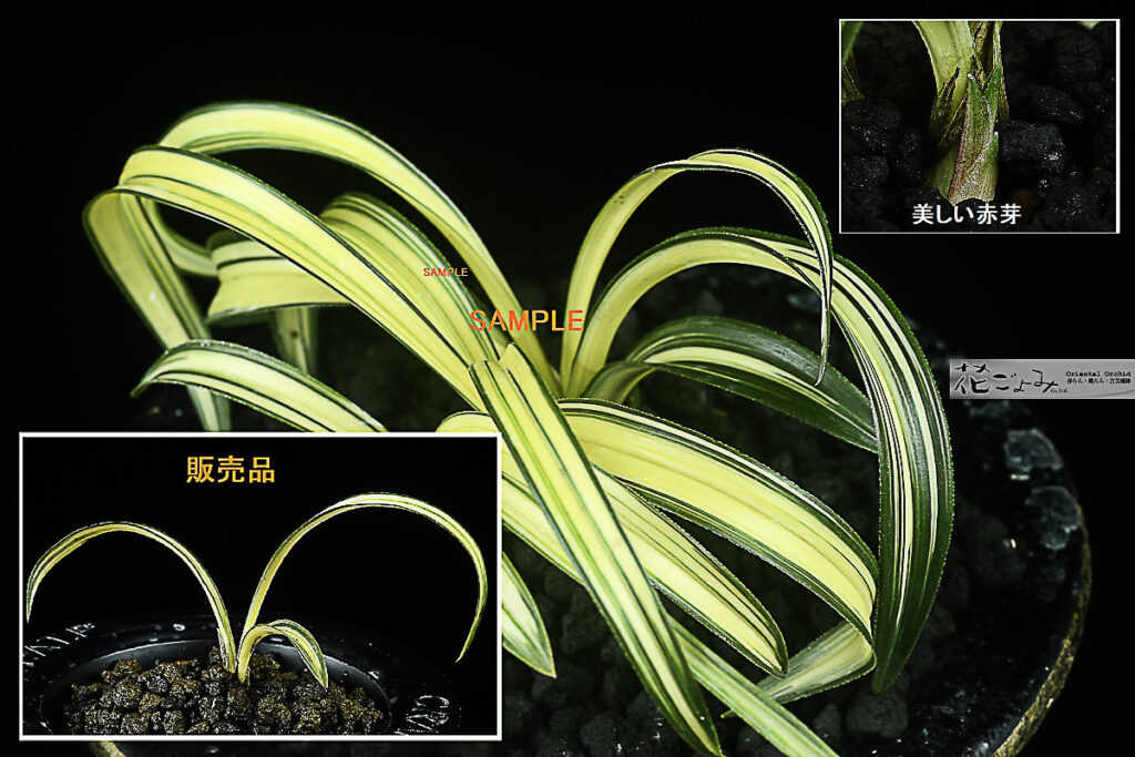 韓国産・チャボ超極黄中透【琉黄(Ruka)】3