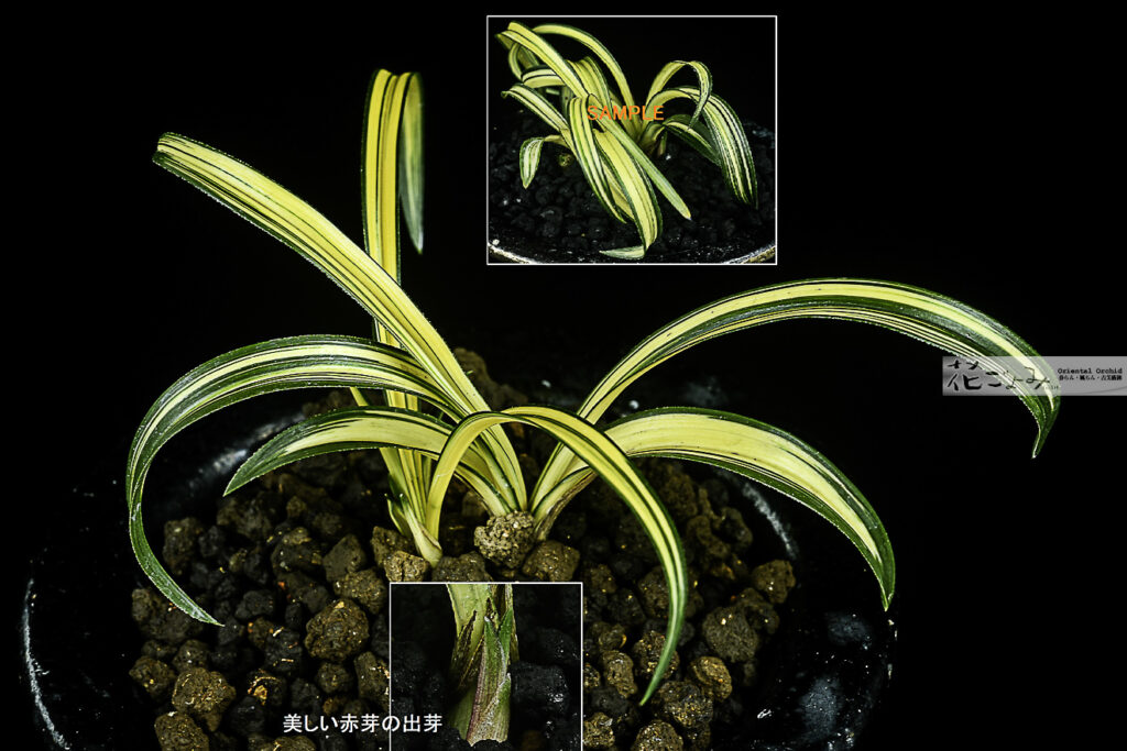 韓国産・チャボ超極黄中透【琉黄(Ruka)】1